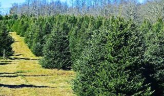 Christmas trees are another one of WV's important natural resources.  If you're thinking of getting a fresh, natural tree this holiday season, there are many local tree farms where you can choose your own!  If you're near Nicholas Co., and want to visit Art Yagel from our camp staff - check out his Christmas Tree Farm - the Yagel Poor Farm.