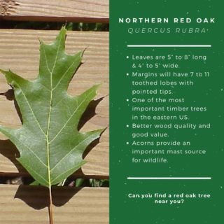 Can you identify one of WV's most common trees? 
Want to learn more this summer? Make The WV State Conservation Camp, your outdoor open door -- come join us June 15- 20, 2020!